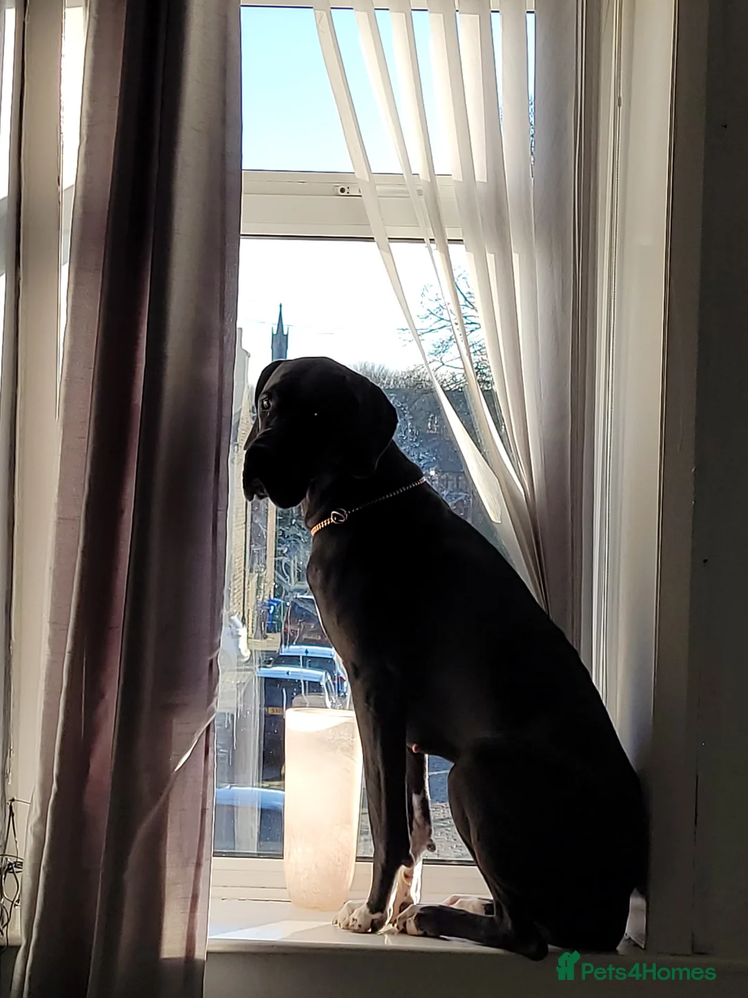 Great Dane dogs for sale: Dolcy - Advert 2