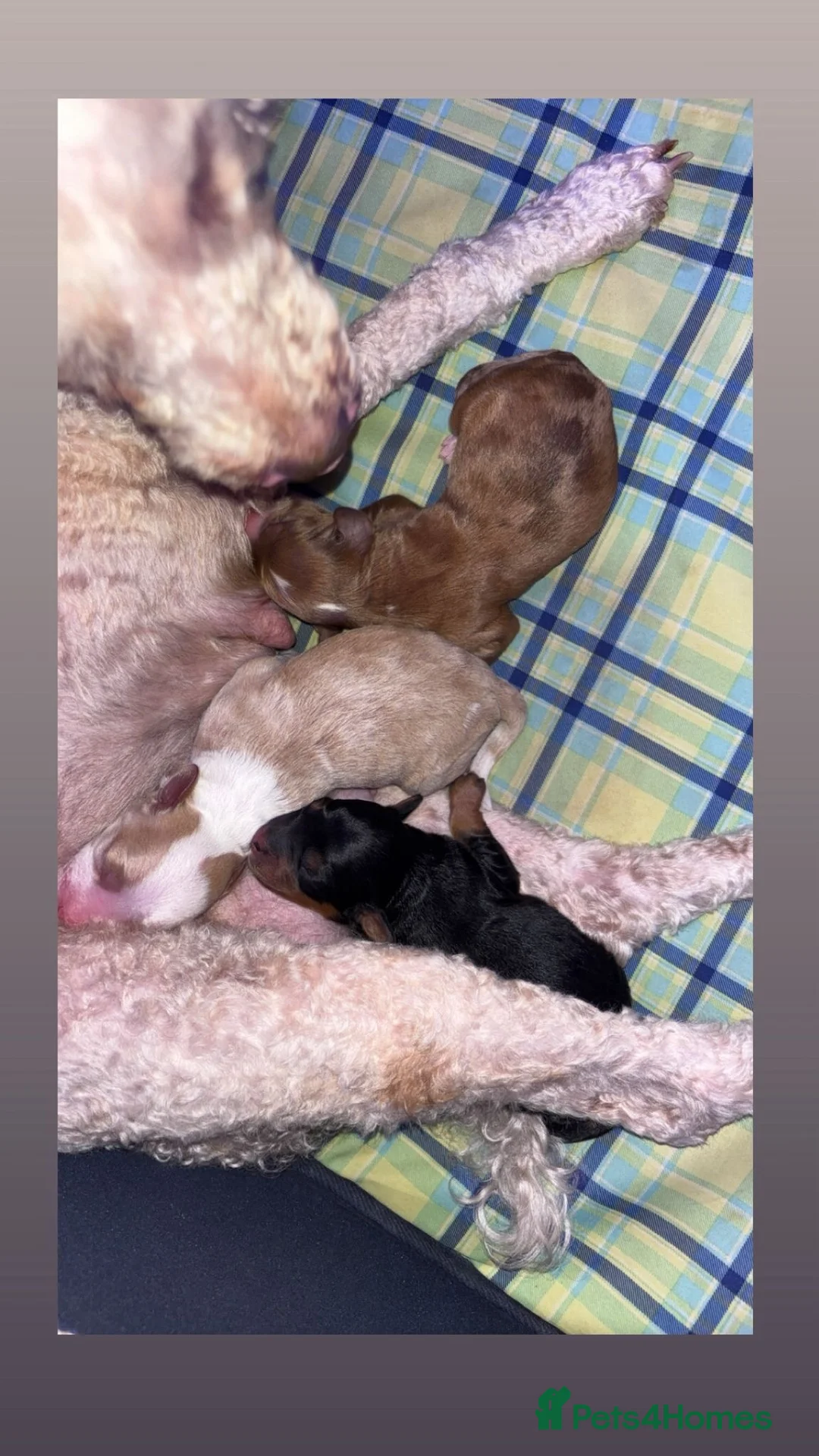 Cockapoo dogs for sale: Cockapoo Puppies girls and boys - Advert 7