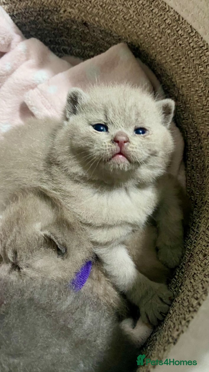 British Shorthair cats 1 LILAC BOY AND 1 BLUE GIRL LEFT!!!! 🐾🐾😻😻 - Advert 4
