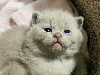 British Shorthair cats 1 LILAC BOY AND 1 BLUE GIRL LEFT!!!! 🐾🐾😻😻 - Advert 12