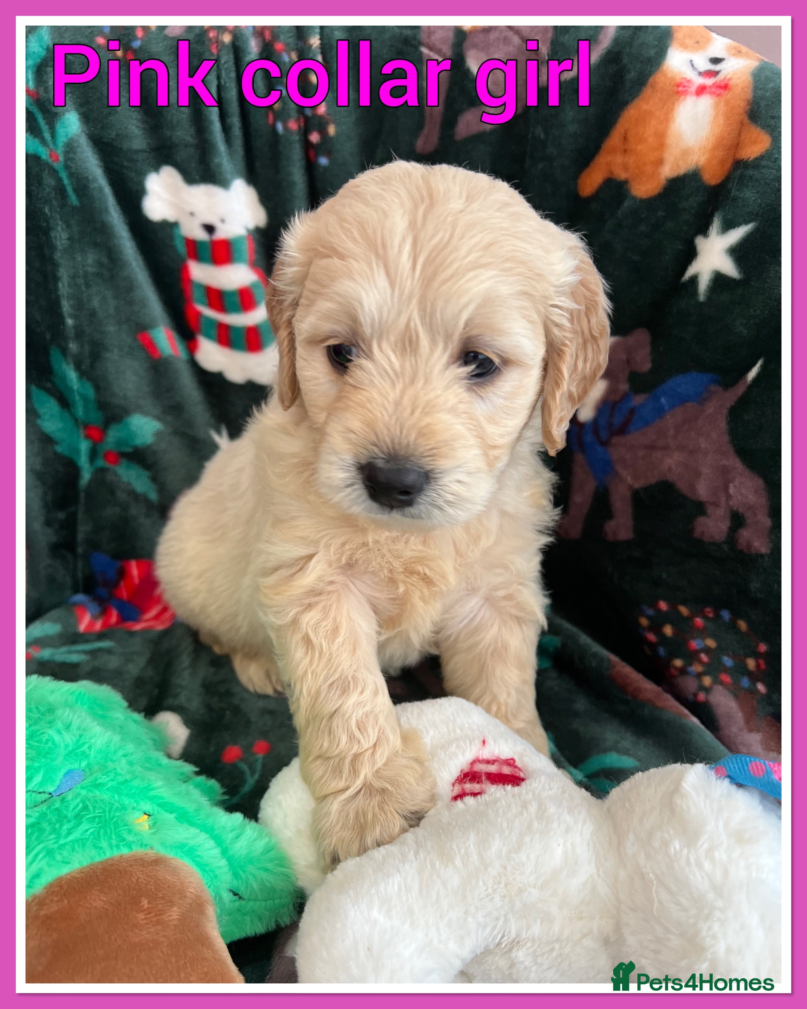 Mini Goldendoodle dogs 🐾STUNNING F1 MINIATURE GOLDEN DOODLES 🐾 - Advert 1