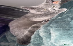 British Shorthair cats for sale: Meet stitch  - Image 5