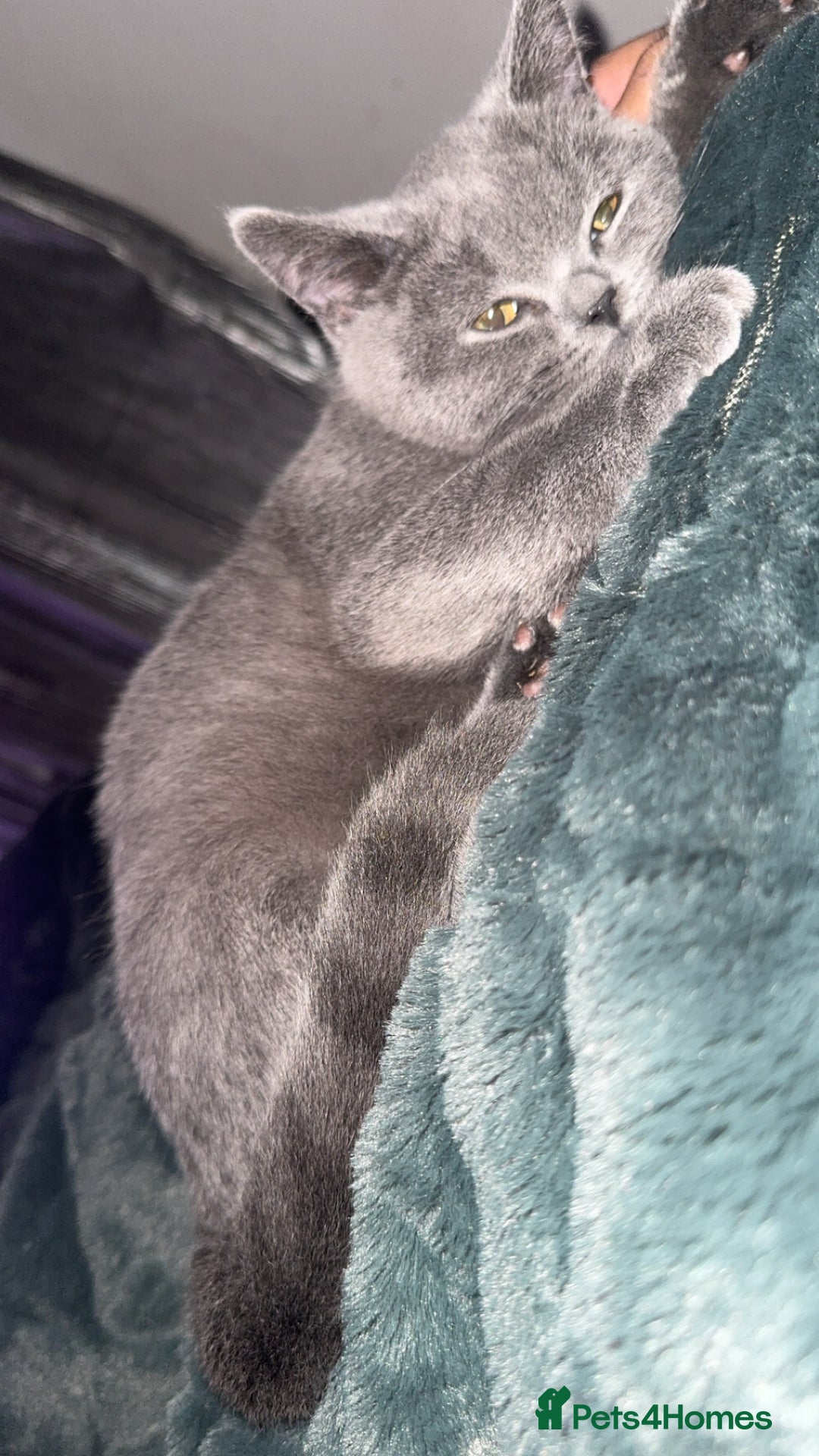 British Shorthair cats for sale: Meet stitch  - Image 5