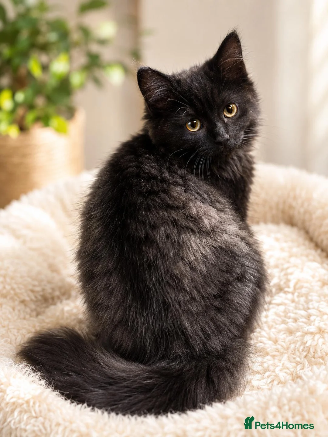 Tiffanie cats for sale: Gorgeous Fluffy Kittens - Advert 1