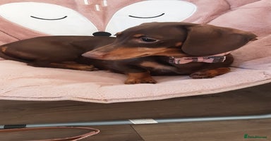 Miniature Dachshund dogs - Advert 5