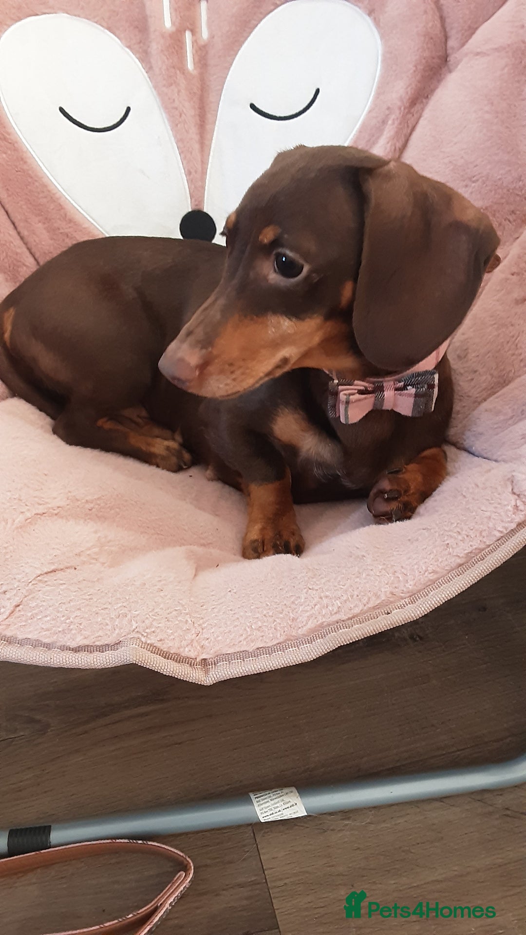 Miniature Dachshund dogs for sale: Fully vaccinated kc redg choc & tan mini boy - Image 6
