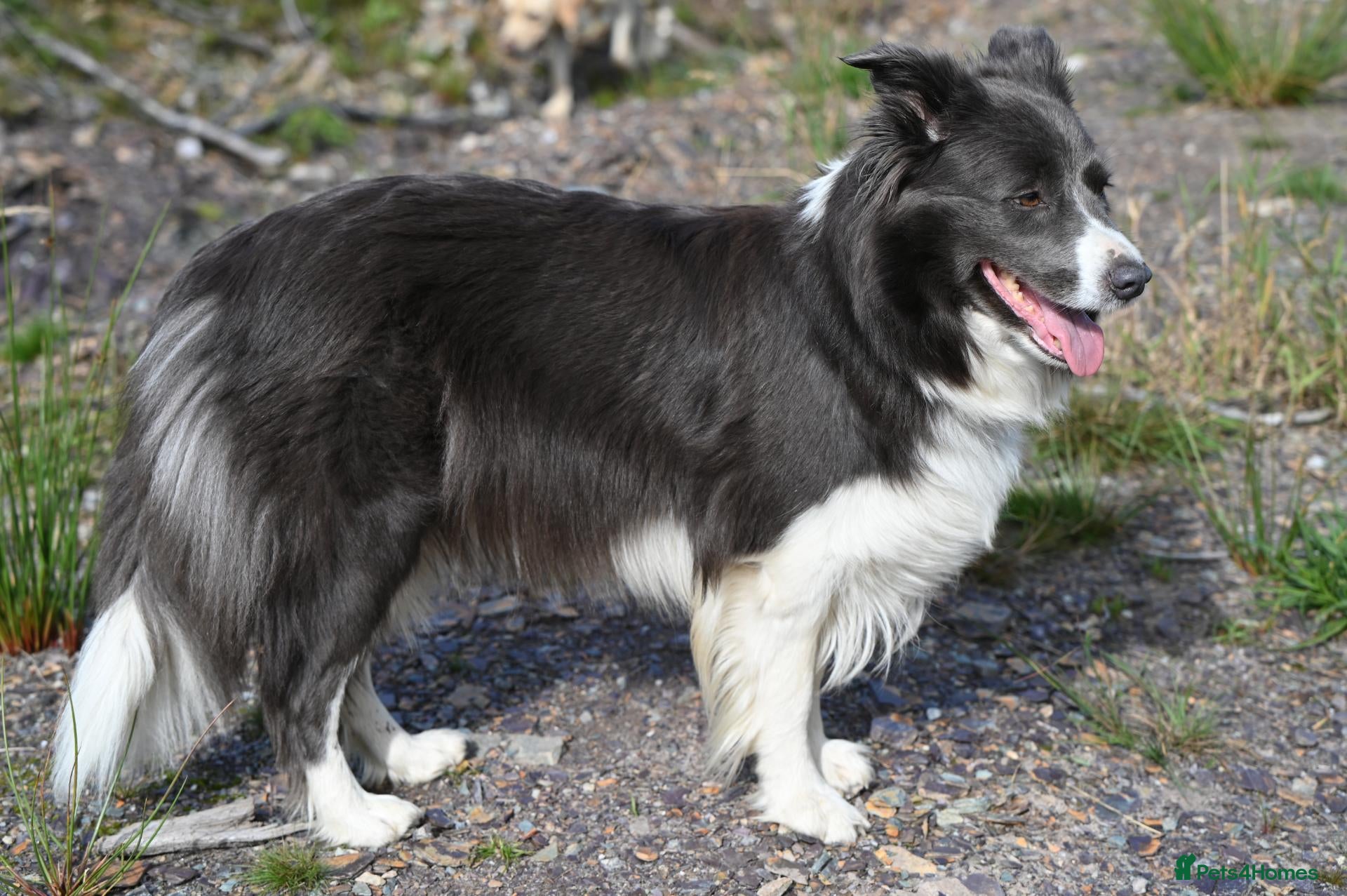 Border Collie dogs KC Registered Show Border Collie Puppies - Advert 1