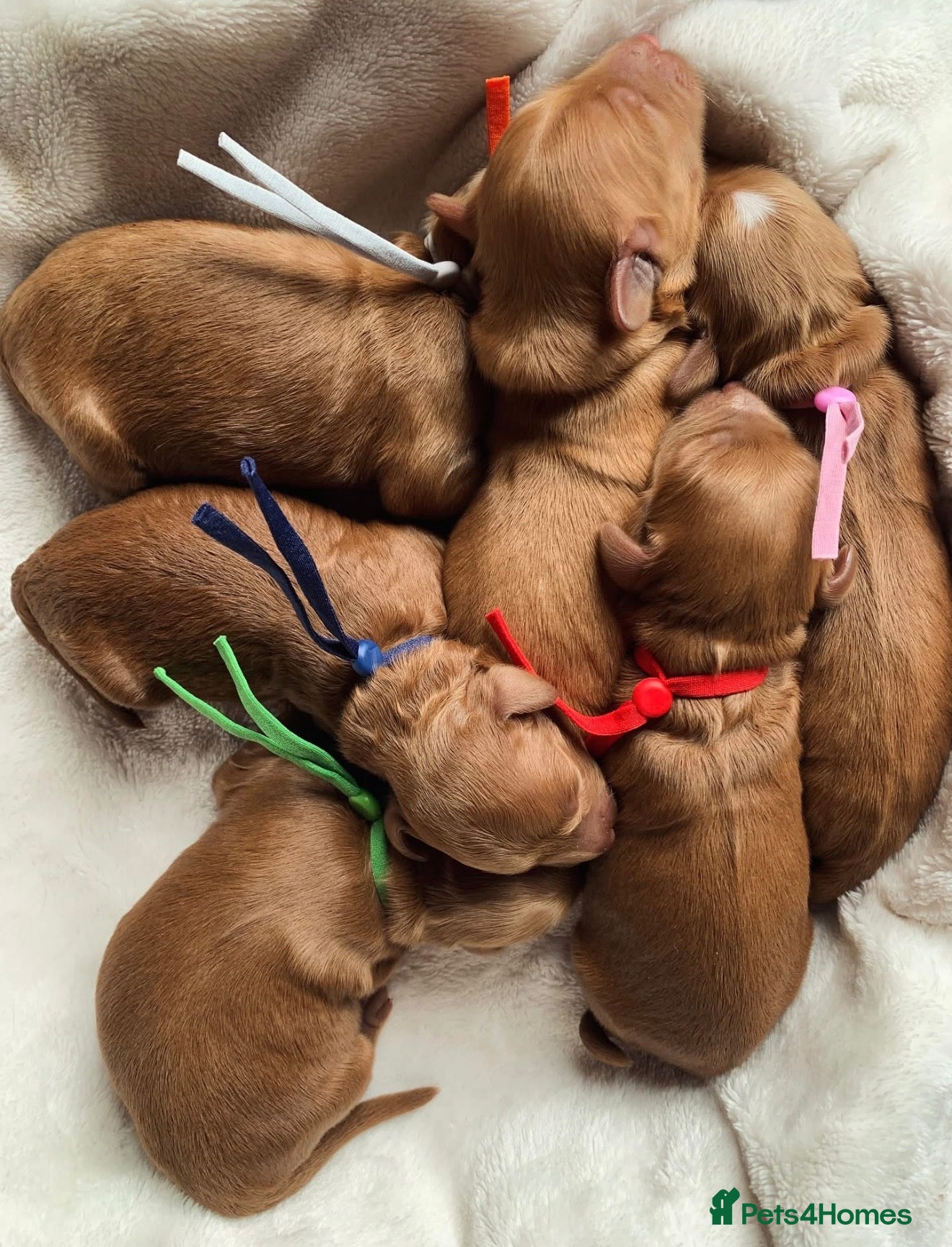 Cockapoo dogs Waiting List Open ** Due 30th May - Advert 7