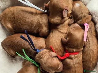 Cockapoo dogs Waiting List Open ** Due 30th May - Advert 7