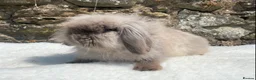 Mini Lop rabbits for sale: A pretty does needing a new home - Advert 14