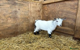 Goats livestock for sale: 4 Pure bred Pygmy wethers - Image 4