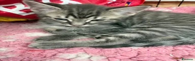 Maine Coon Kitten 1