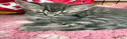 Maine Coon cats for sale: Maine coon x ragdoll - Advert 11