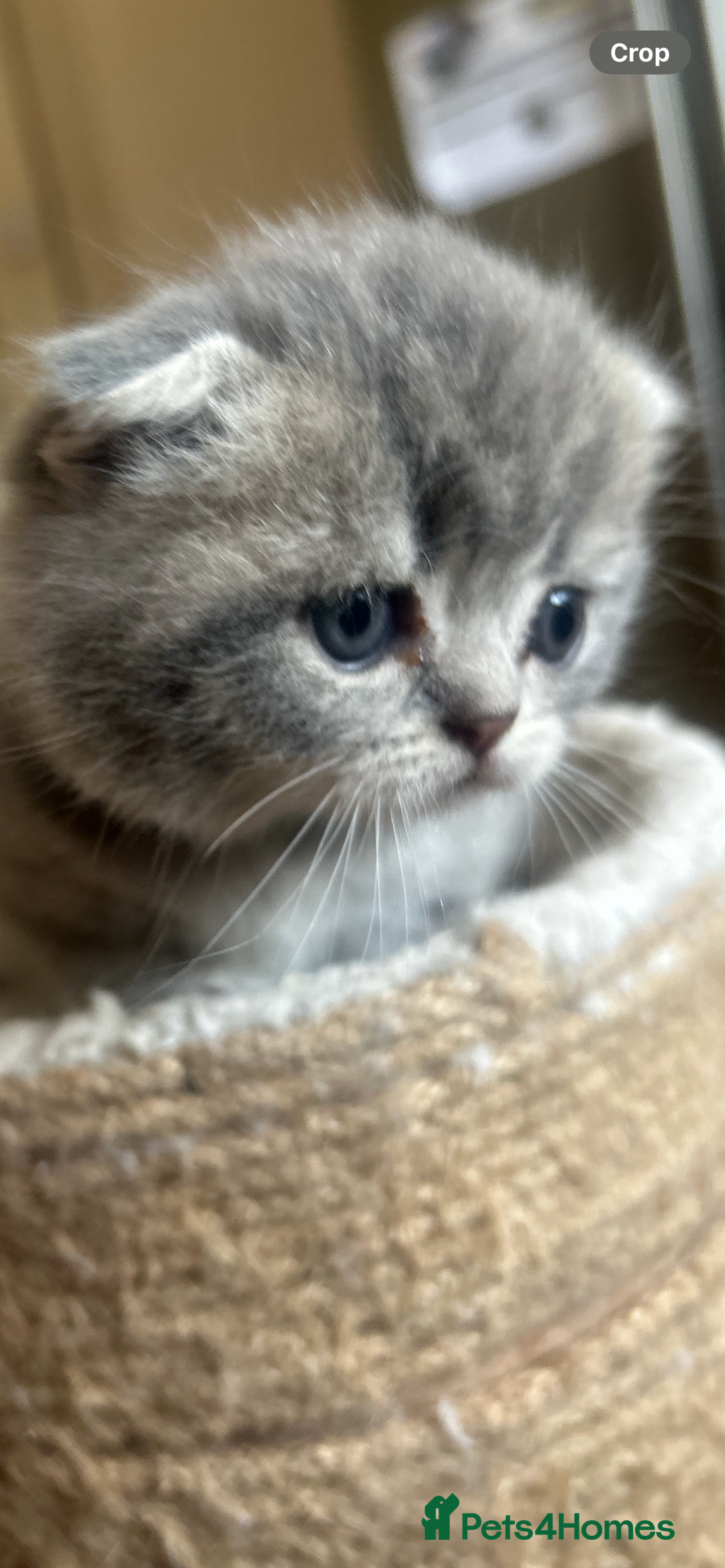 Scottish Fold cats for sale: Scottish fold kittens ready for reservation. - Image 21