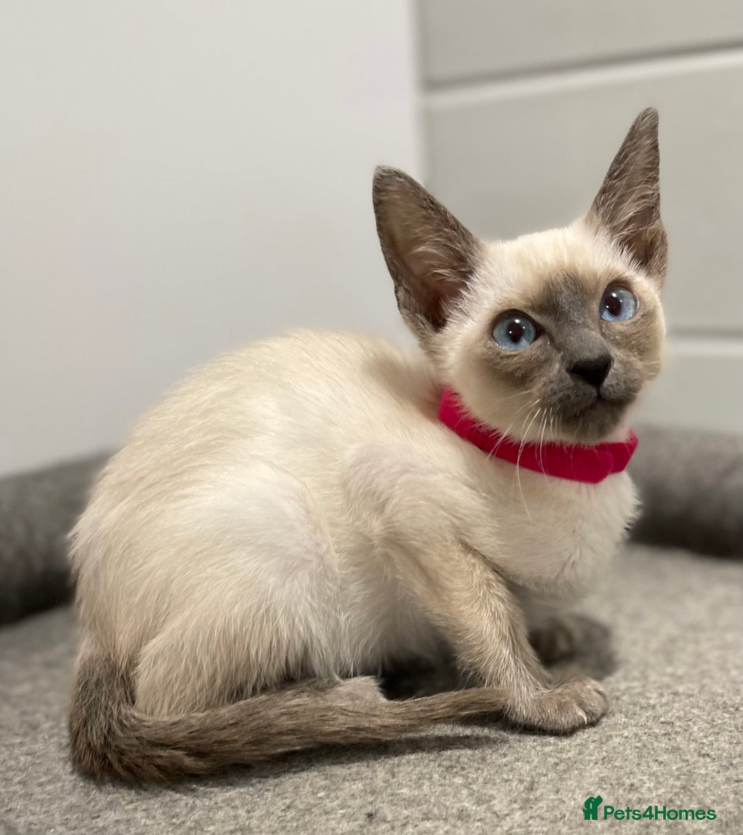 Siamese cats for sale: GCCF Registered Pure Traditional Siamese.  - Image 11
