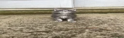 Maine Coon cats for sale: Pure breed Maine Coon silver kitten - Advert 2