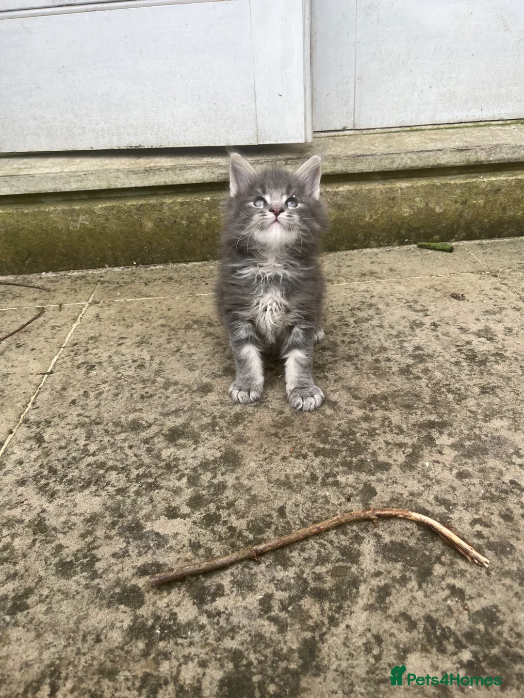 Maine Coon cats for sale: Pure breed Maine Coon silver kitten - Advert 2