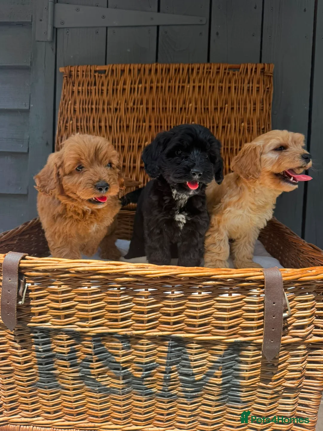 Cockapoo dogs for sale: F1 toy cockapoo puppies DNA clear parents  - Advert 1