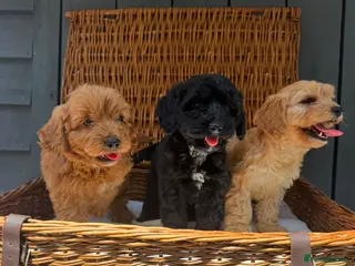 Cockapoo dogs F1 toy cockatoo puppies DNA clear parents - Advert 10