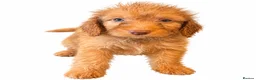 Cockapoo dogs for sale: ** COCKAPOOS PUPPIES AVAILABLE ** - Advert 5