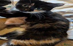 Ragdoll cats for sale: Half ragdoll kittens for sale - Image 8