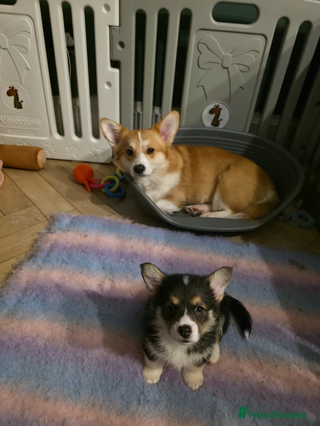 Welsh Corgi Pembroke dogs for sale: Stunning purebred Pembrokeshire corgi pups - Advert 2
