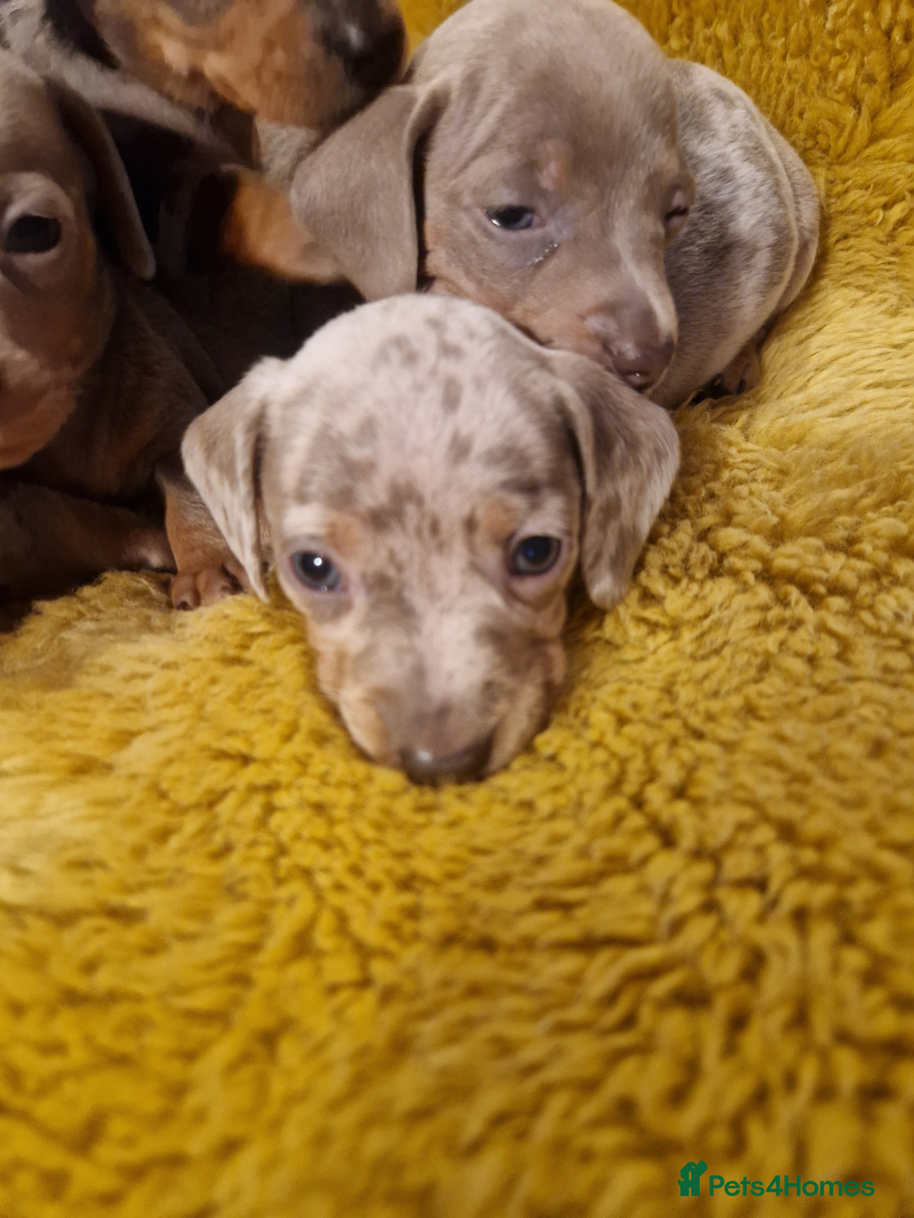Dachshund dogs Beautiful litter of mini dachshunds  - Advert 17