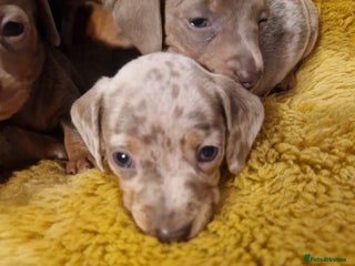 Dachshund dogs Beautiful litter of mini dachshunds - Advert 17