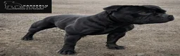 Staffordshire Bull Terrier dogs for stud: Mr 'T' *Champion Sired* (Blue🧬) - Advert 5