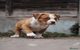 American Bully dogs for sale: Champion Bloodline American Pocket Bully Puppies - Image 20