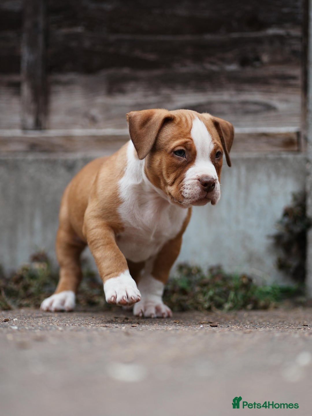 American Bully dogs for sale: Champion Bloodline American Pocket Bully Puppies - Image 20
