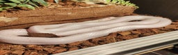 Corn Snake reptiles for sale: Male Whiteout Corn snake and Viv - Advert 3