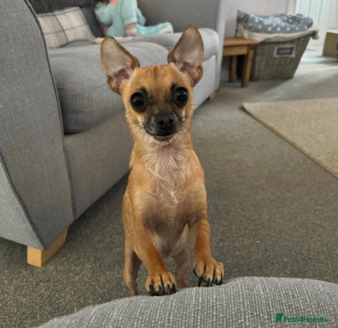 Chihuahua dogs for sale: Bagel is looking for her forever home ❤️ in Leicester - Image 1