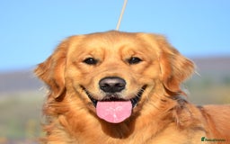 Golden Retriever dogs for sale: KC registered, Health Certificated, DARK SHOW Line - Image 7