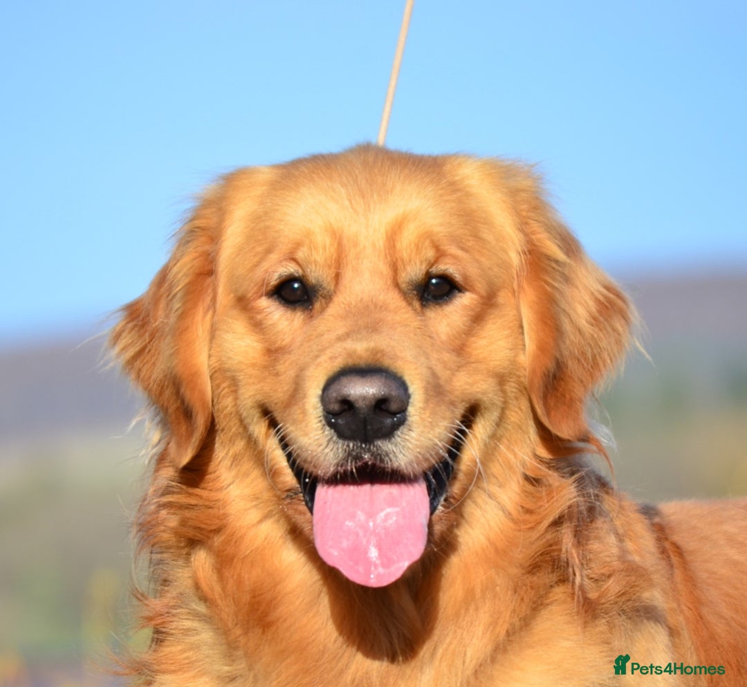 Golden Retriever dogs for sale: KC registered, Health Certificated, DARK SHOW Line - Image 7