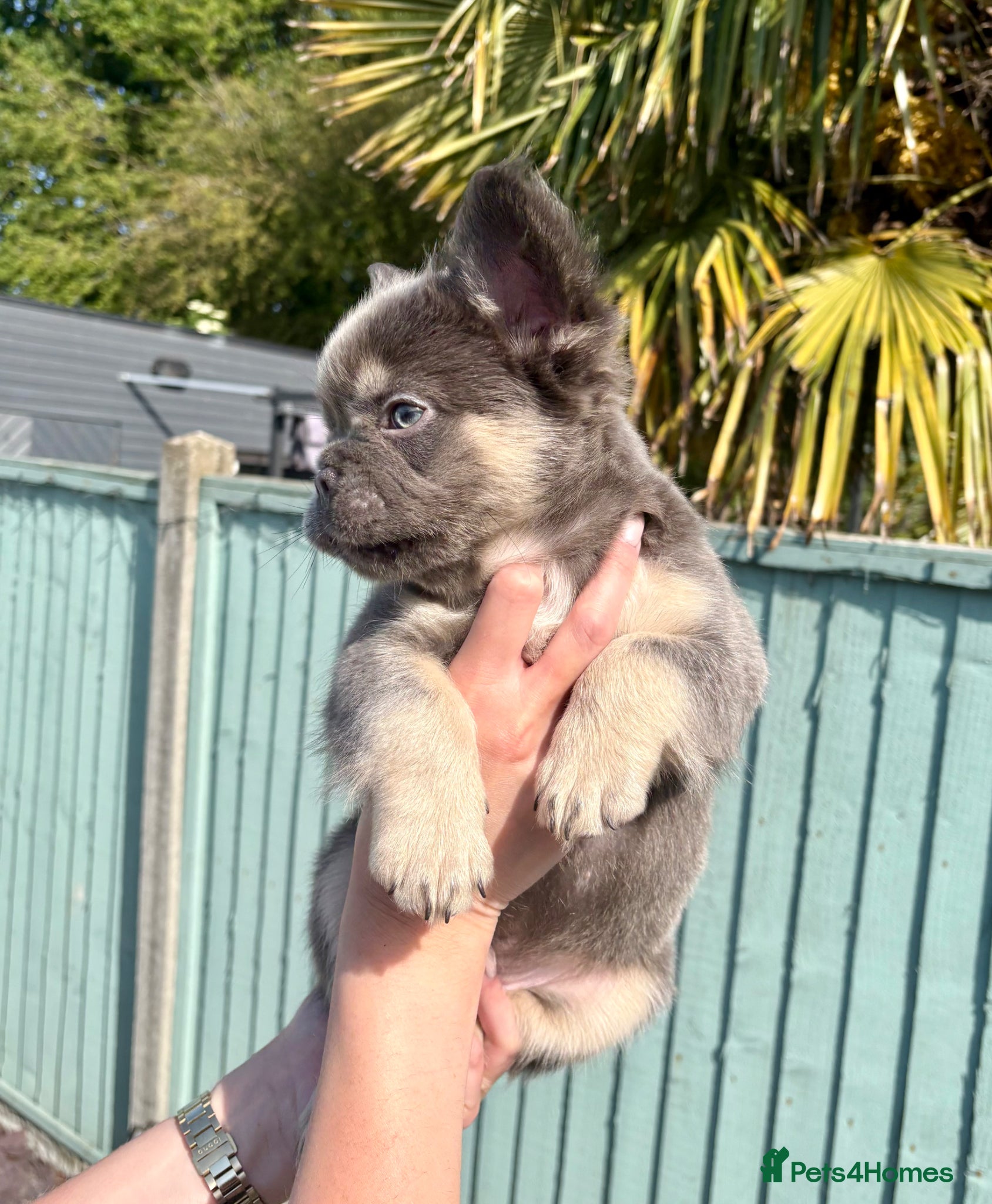 French Bulldog dogs Full fluffy lilac and tan male ££££  - Advert 1