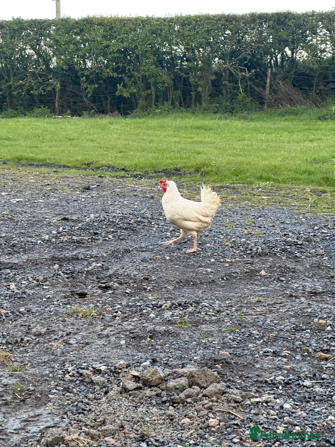Chickens poultry for sale: 6x hatching eggs - Leghorn x Barred Plymouth Rock - Advert 2
