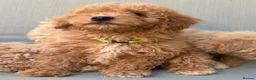 Mixed Breed dogs for sale: Rare Stunning Toy Cavapooshon Family Bred Puppies in Maidstone - Advert 16