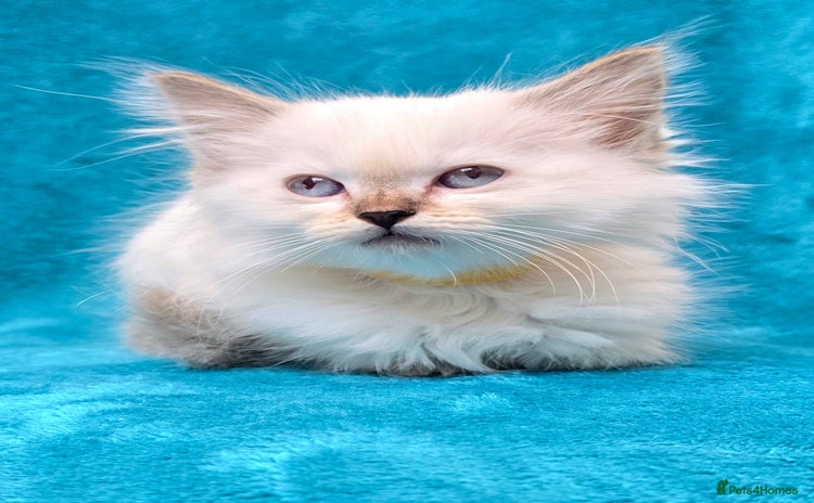 Ragdoll cats - Advert 4