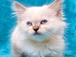 Ragdoll cats - Advert 6