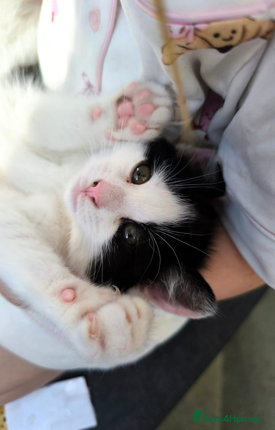Mixed Breed cats Cute kittens  - Advert 4