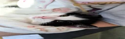 Mixed Breed cats for sale: Cute kittens  - Advert 7