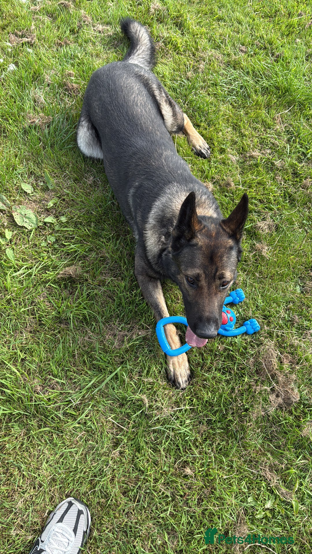 German Shepherd dogs for sale: Tyshunde memphis - Advert 8