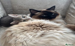 Ragdoll cats for stud: Beautiful blu  - Image 6