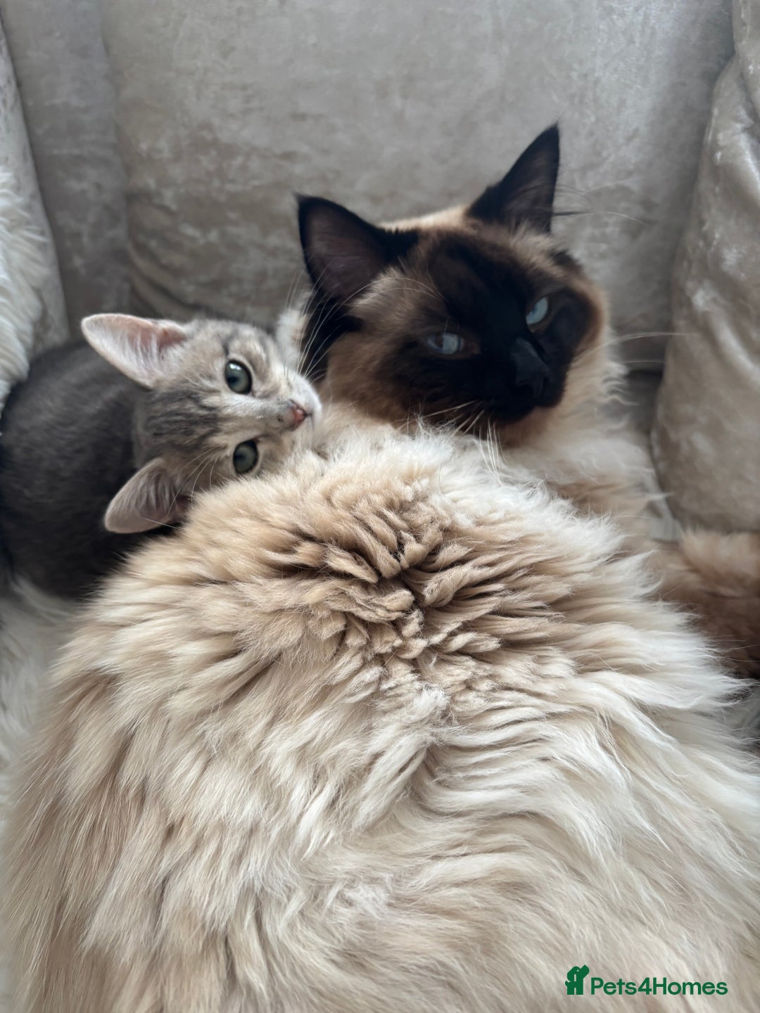Ragdoll cats for stud: Beautiful blu  - Image 6