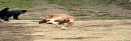 Mixed Breed dogs for adoption: Txiru in Woolacombe - Advert 4