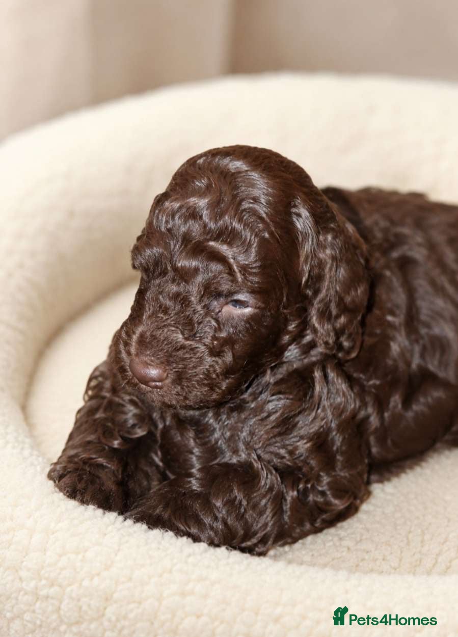 Mixed Breed dogs ADORABLE F1BB GOLDENDOODLE PUPPIES - Advert 1