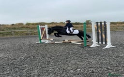 Riding pony horses for sale: 12.2hh All rounder pony  - Image 2