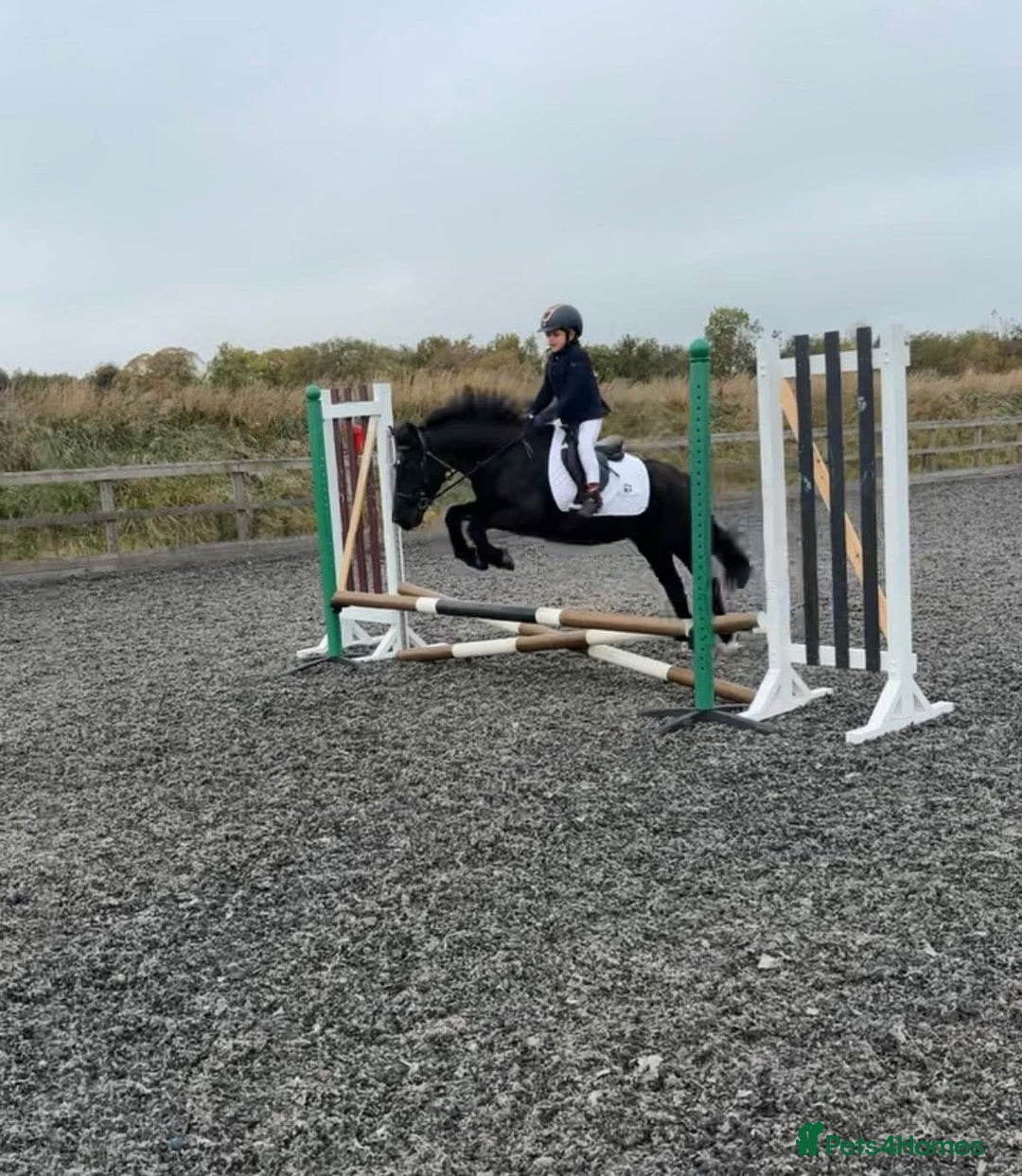 Riding pony horses for sale: 12.2hh All rounder pony  - Image 2