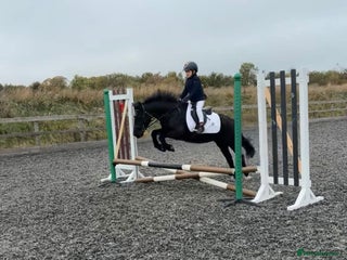 Riding pony horses 12.2hh All rounder pony - Advert 11